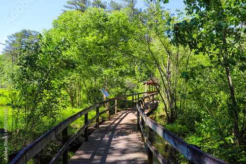 a shot of a brown wooden bridge over the water in a marsh surrounded by lush green trees and plants over silky brown water at Newman Wetlands Center in Hampton Georgia photo