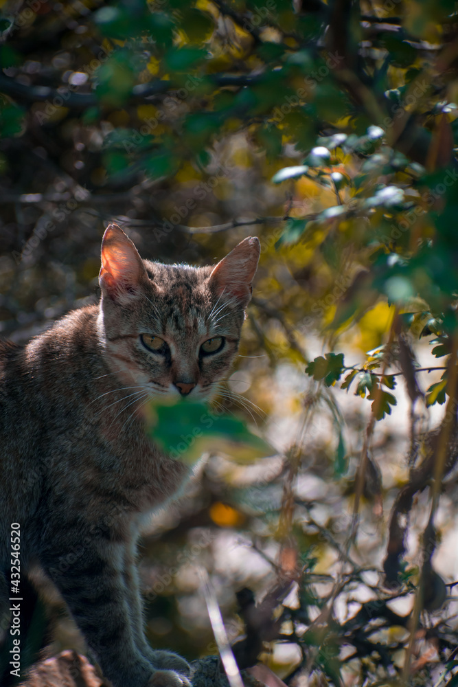 cat in the forest