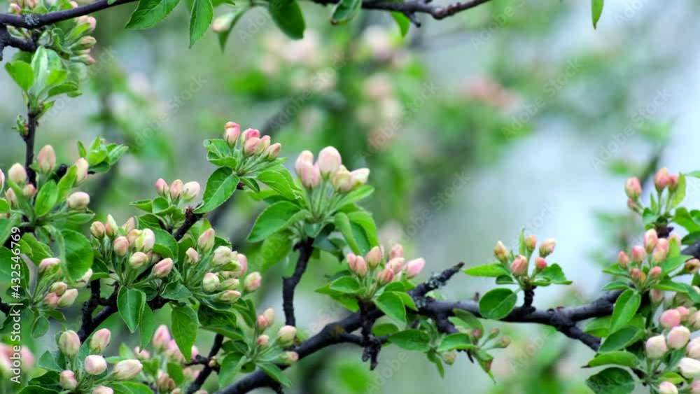 Nature in Springtime. Branch with beautiful pink Spring Apple Flowers on Tree. Nature scene with flowering apples on blossom background. Botanical bloom concept. Blooming backdrop Nature in Springtime. Branch with beautiful pink Spring Apple Flowers on Tree. Nature scene with flowering apples on blossom background. Botanical bloom concept. Blooming backdrop