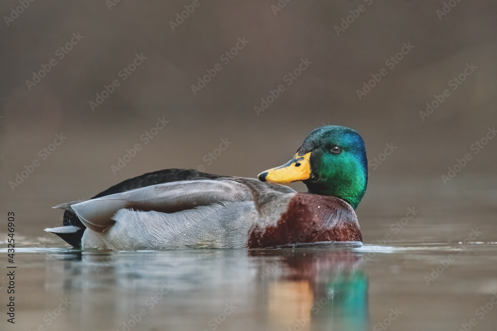 Fototapeta premium Stockente im Wasser