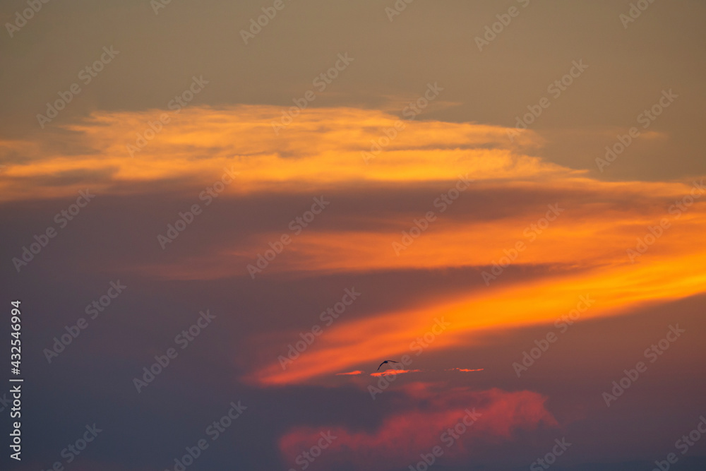 Beautiful sunset sunset sky. Twilight, clouds are colored yellow-orange. A lone bird. Natural background