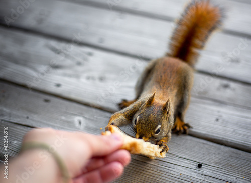 Feeding a squirrel by hand. Animal Photography.