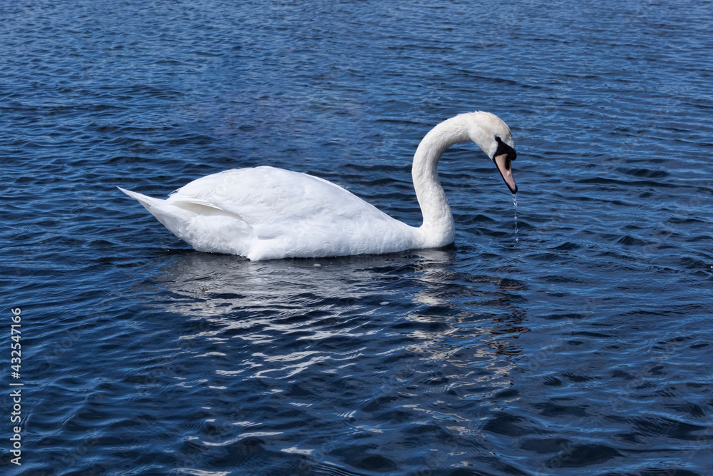 Graceful white swan on the surface of lake Graceful white swan on the surface of lake