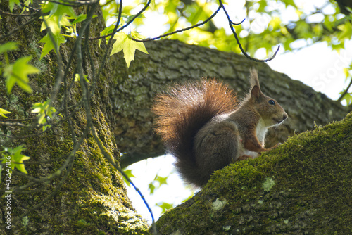 Red Squirrel sitting in a tree in Zurich, Switzerland