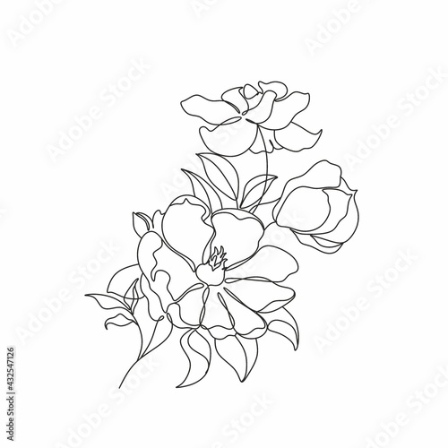 Fototapeta Naklejka Na Ścianę i Meble -  Magnolia line drawing vector. Flower Line art. Botanical illustration
