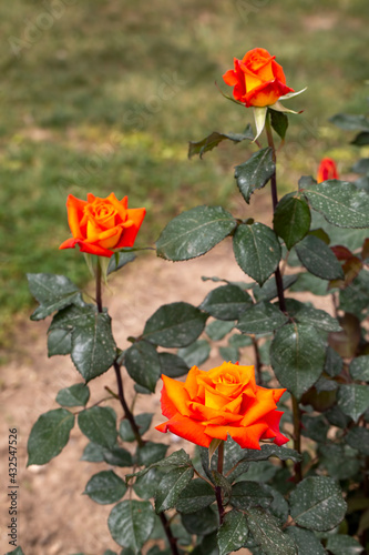 Coral color or orange rose ...