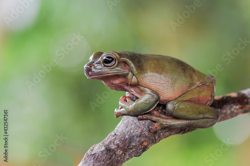 Dumpy frog on a branch