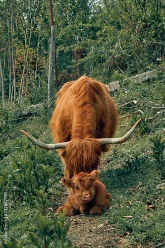 Highland cow with her calf in the field 2