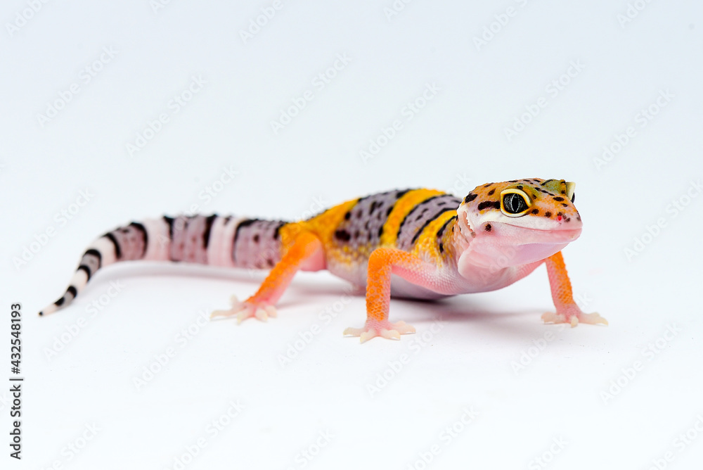 Naklejka premium Leopard Gecko on a white background