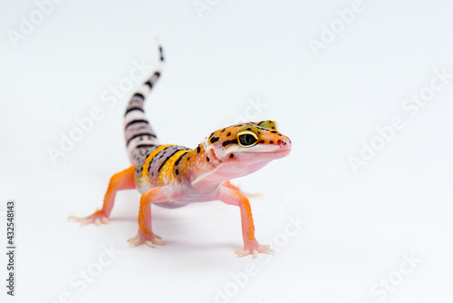 Cuadro en lienzo Leopard Gecko on a white background