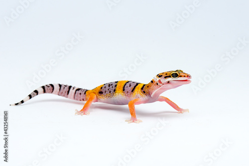 Leopard Gecko on a white background