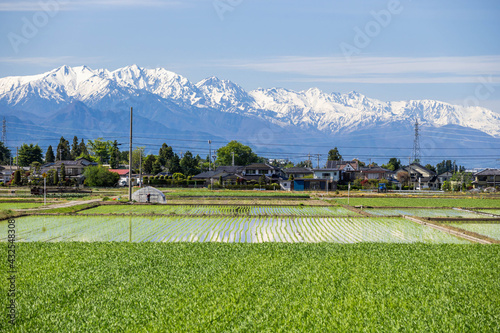 雪の白馬山脈と田植え頃の農村