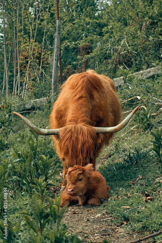 Highland cow with her calf in the field 3