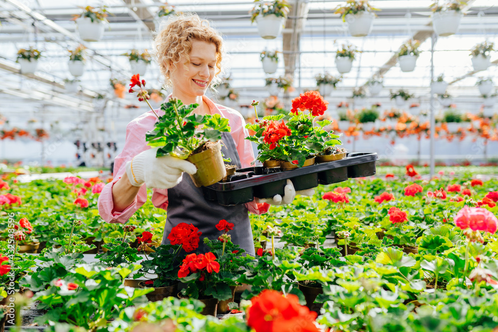 Professional blond female gardener producing flowers in a greenhouse. Watering plants, fertilizing, growth check and flowering control . Everyday routine of flower producer.