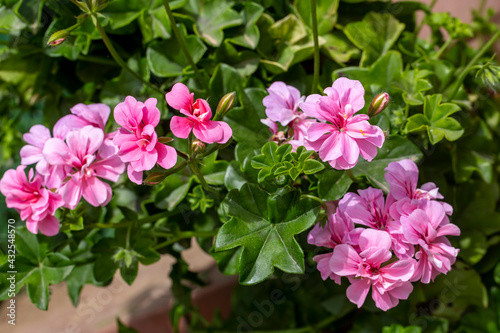 Pelargonium peltatum is a scrambling perennial plant with shallow somewhat fleshy leaves, sometimes with a differently coloured semicircular band, that has been assigned to the cranesbill family. photo