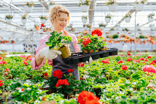 Professional blond female gardener producing flowers in a greenhouse. Watering plants, fertilizing, growth check and flowering control . Everyday routine of flower producer.