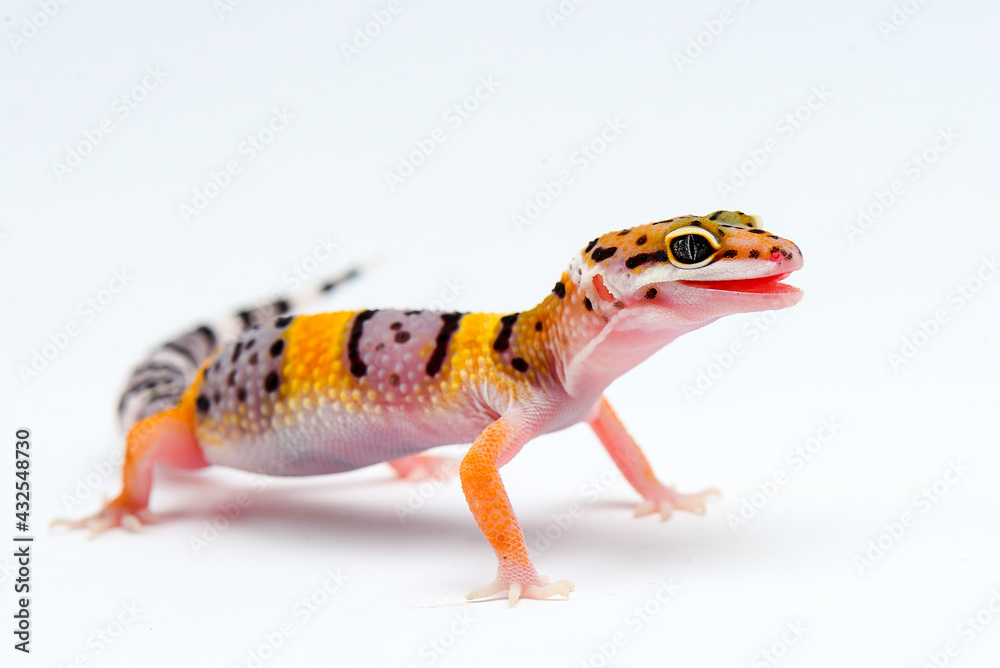 Leopard Gecko on a white background Leopard Gecko on a white background