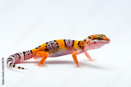 Leopard Gecko on a white background photo