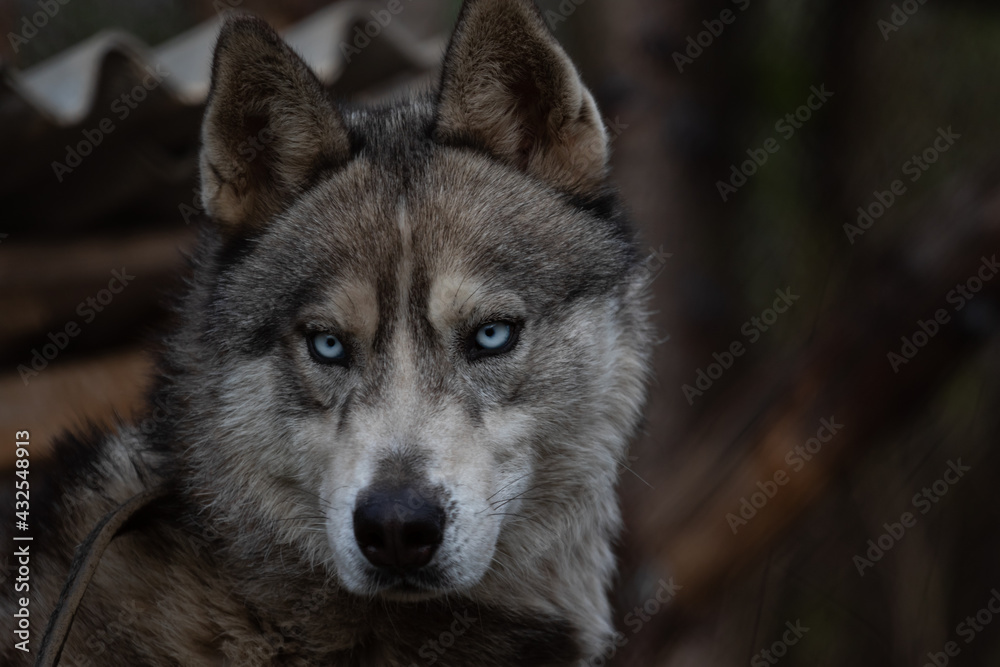 Portrait of a Siberian husky grey dog similar to a wolf with expressive blue eyes on a dark green background of a thoroughbred pet dog husky. High quality photo