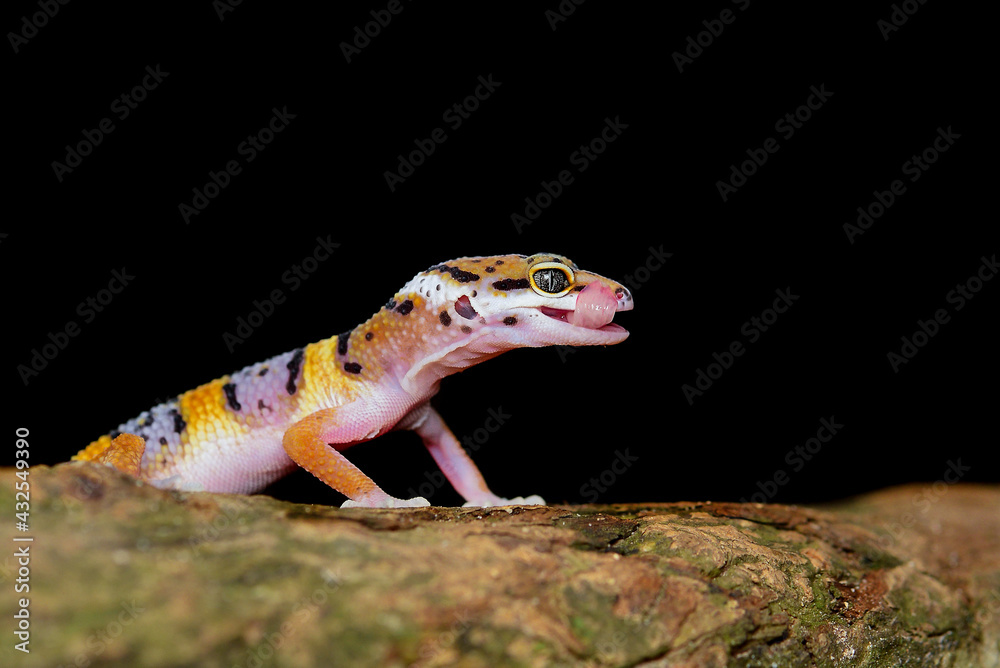 Obraz premium Leopard Gecko on a branch