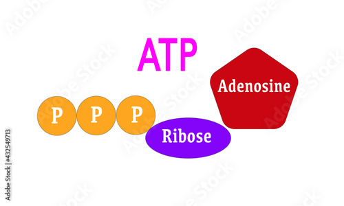 ATP [Adenosine triphosphate]
