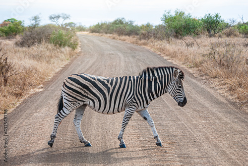 Zebra crossing a road in a natural park in Africa. Equus quagga  Equus zebra  Equus grevyi.