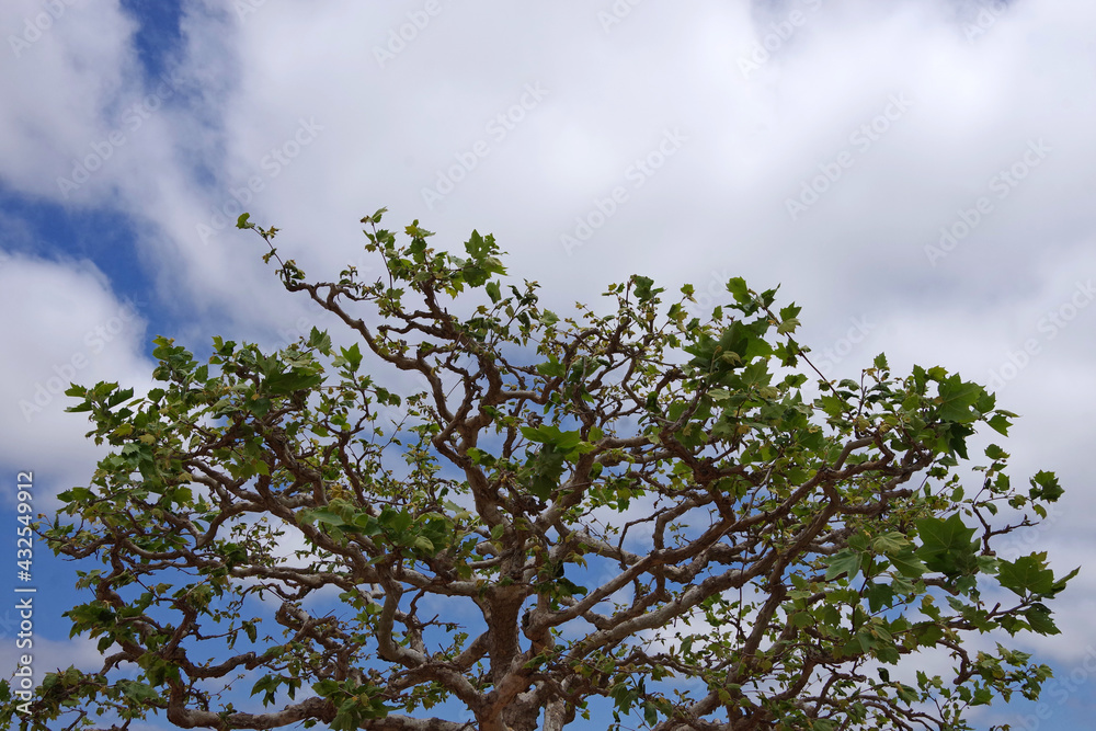 Upward view into the crown of a maintained sycamore tree with fresh leaves under a cloudy spring sky Upward view into the crown of a maintained sycamore tree with fresh leaves under a cloudy spring sky
