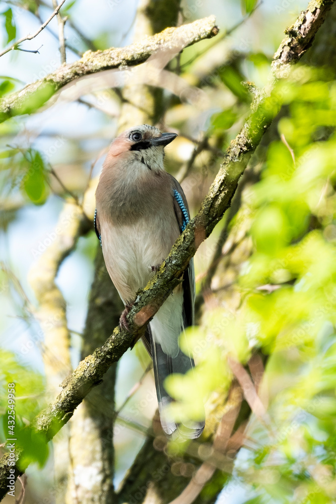 Obraz premium Jay in the wood