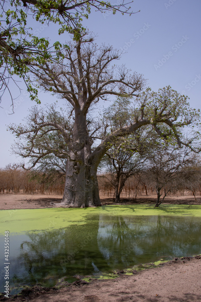 Estanques y baobabs en una reserva natural de Senegal Estanques y baobabs en una reserva natural de Senegal