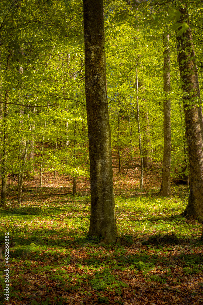 A tree illuminated by the sun in the woods on the Swiss Alps