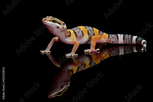 Leopard Gecko on Black Background