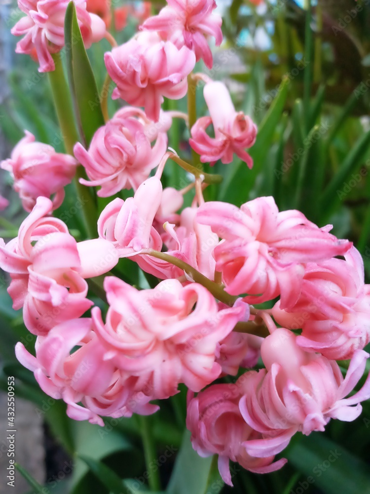 bouquet of pink roses bouquet of pink roses