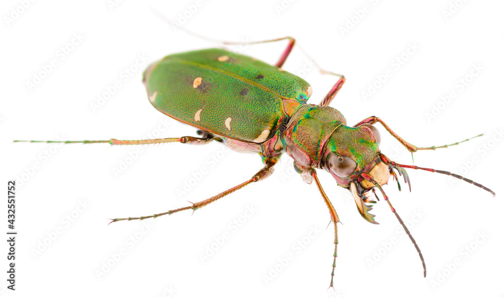 Cicindela campestris is a species of tiger beetle in the family