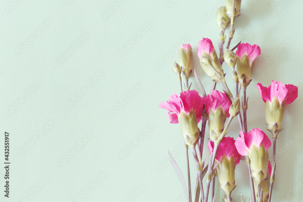 Obraz premium beautiful pink carnation flowers on green background