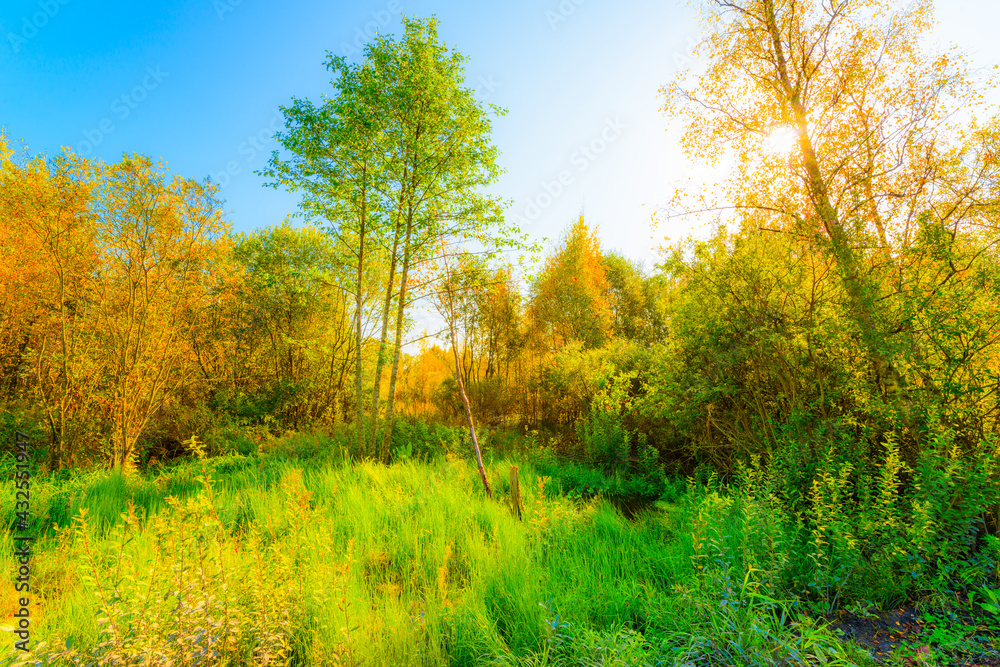 Colorful autumn forest on a sunny day, wet swamps overgrown with juicy vegetation in the rays of a bright sun