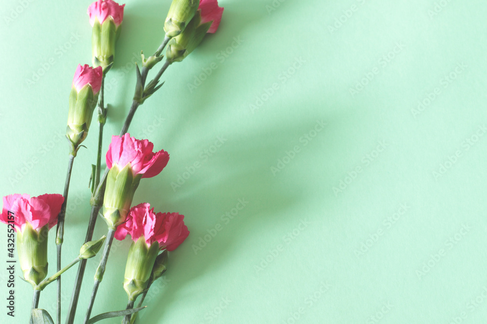 beautiful pink carnation flowers on green background beautiful pink carnation flowers on green background