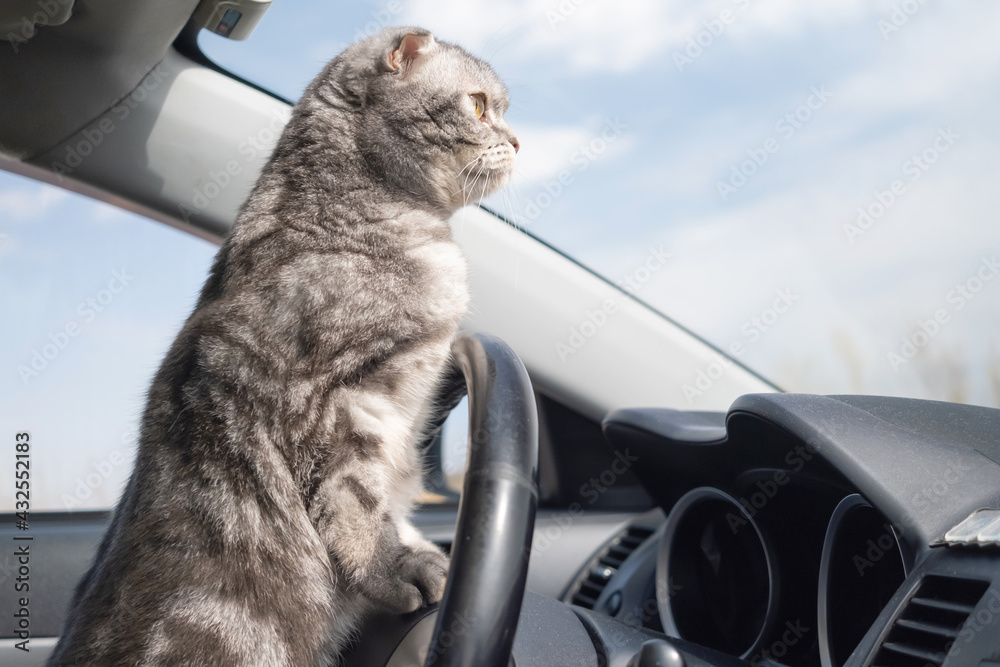 A gray Scottish fold cat with yellow eyes sits in the car. Travel concept with pets.
