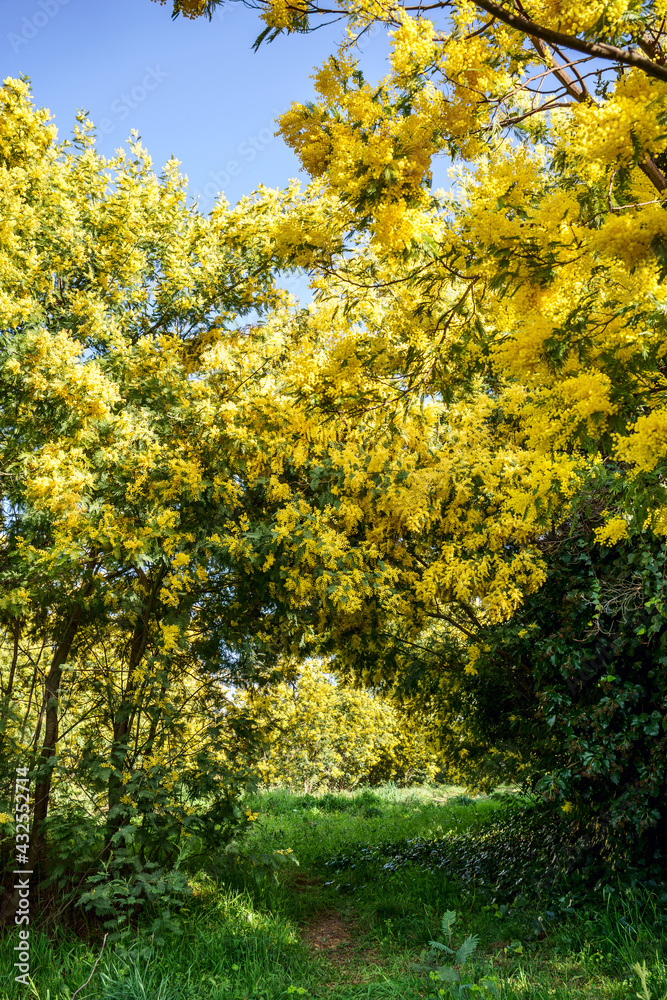 Forêt de mimosa. Tanneron, sud de France.