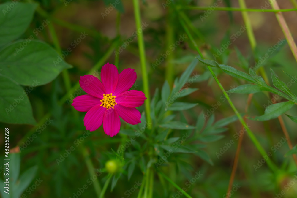 flower in the grass flower in the grass