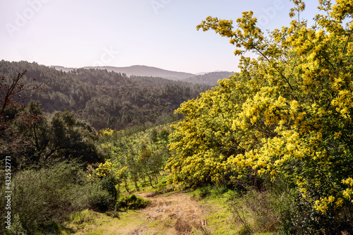 Obraz na płótnie Forêt de mimosa. Tanneron, sud de France. w salonie