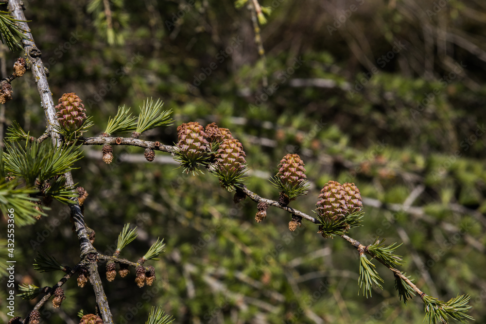 Obraz premium New and older cones on a branch