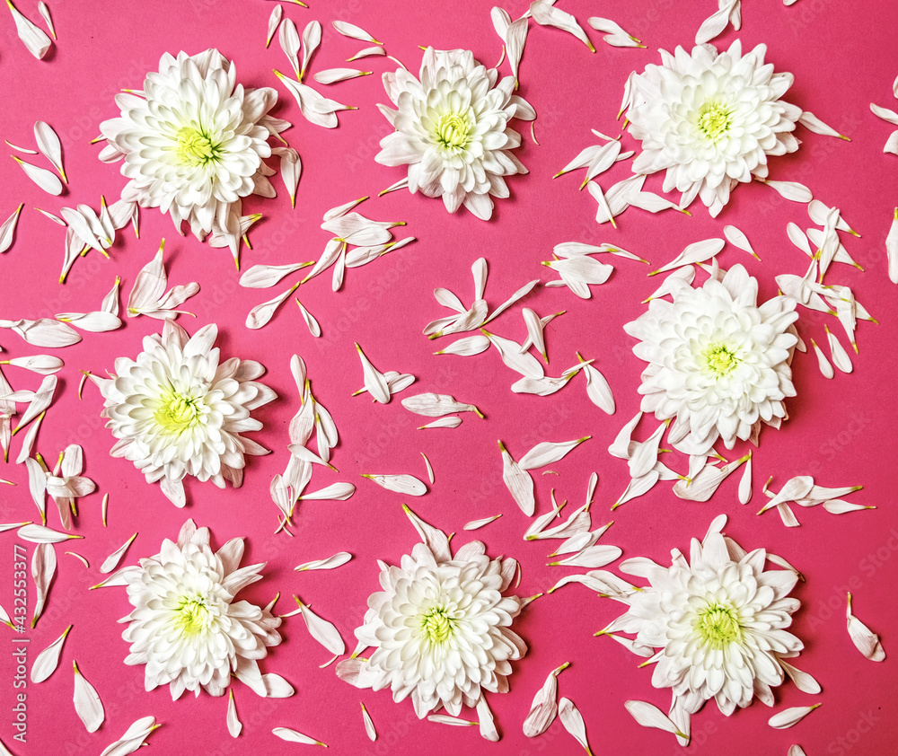 Creative romantic concept. Frame of white flowers and chrysanthemum petals on a pink pastel background. Minimalism.