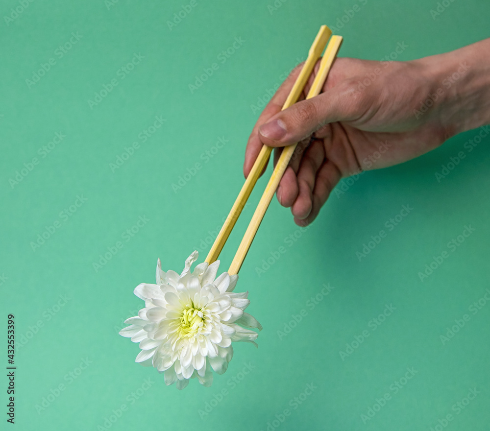 White chrysanthemum flower in young hands with chopsticks. Minimal understanding of nature. Advertising idea. White chrysanthemum flower in young hands with chopsticks. Minimal understanding of nature. Advertising idea.