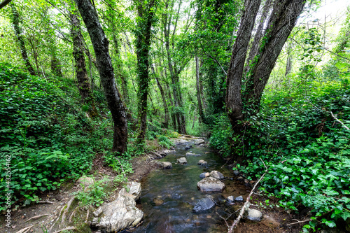 Walk through the Andalusia s forests 