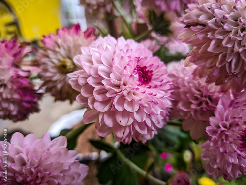 pink chrysanthemum flower