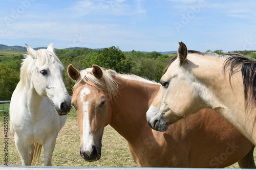 3 chevaux 