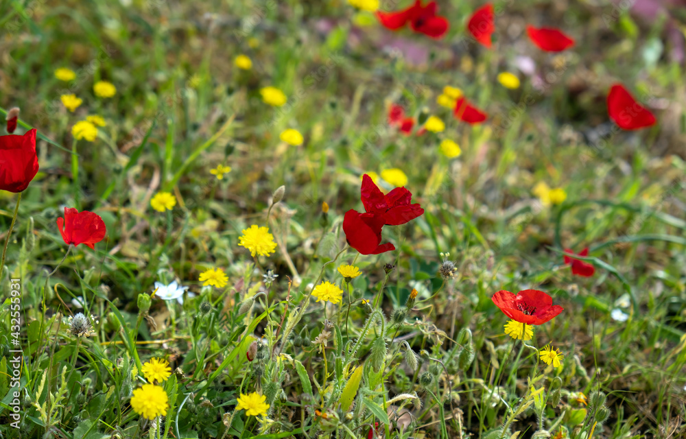 Red poppies, yellow dandelions at field background, texture.