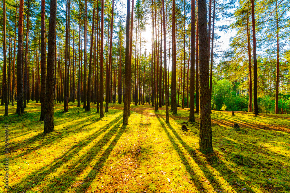 Fototapeta premium The sun shines through the trees in the pine forest on a clear summer day