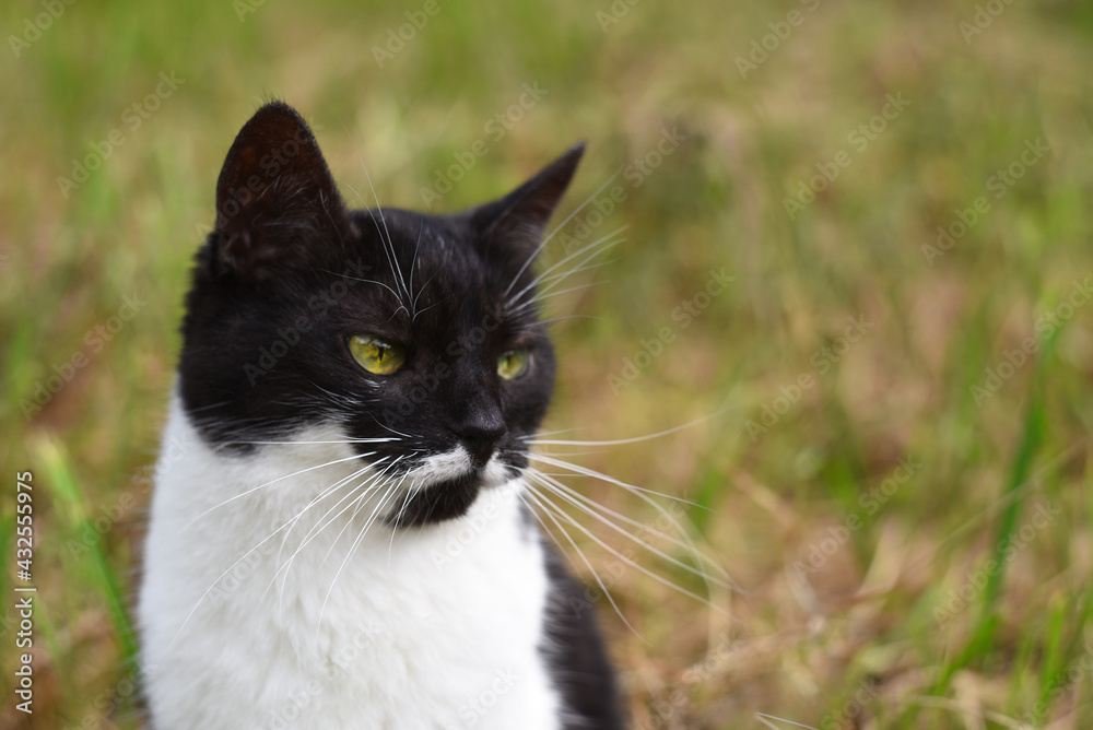 black and white domestic cat on a natural green background, close-up, blurred background