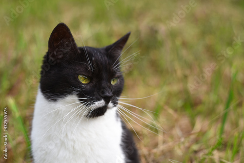 black and white domestic cat on a natural green background, close-up, blurred background